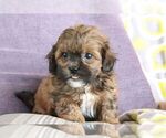 Small #12 ShihPoo