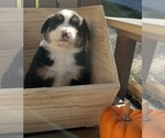 Small Photo #9 Australian Shepherd Puppy For Sale in RUSSELL, IA, USA