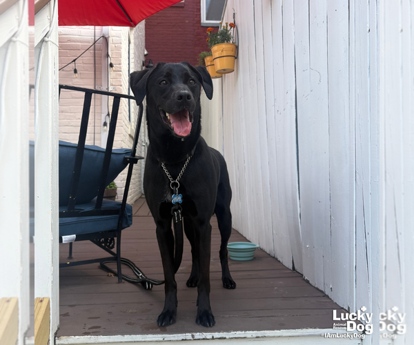 Medium Photo #8 Labrador Retriever-Unknown Mix Puppy For Sale in Washington, DC, USA