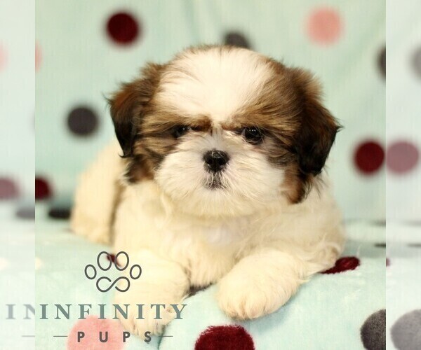 Medium Photo #1 Shih Tzu Puppy For Sale in BIRD IN HAND, PA, USA