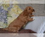 Puppy Dasher Cavapoo