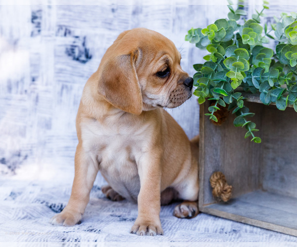 Medium Photo #8 Puggle Puppy For Sale in WAKARUSA, IN, USA