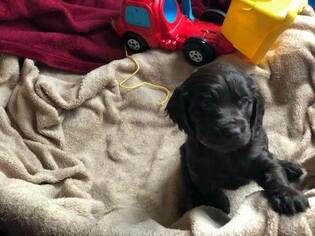 Boykin Spaniel Puppy for sale in COLONIAL HEIGHTS, VA, USA
