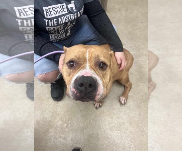 Medium Photo #7 American Bulldog-Unknown Mix Puppy For Sale in Rockwall, TX, USA