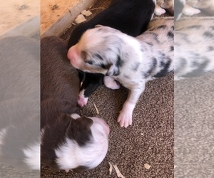Australian Shepherd Puppy for sale in COULTERVILLE, CA, USA