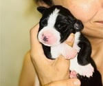 Puppy Puppy 5 Doberman Pinscher-Dogo Argentino Mix