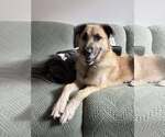 Small #8 German Shepherd Dog-Great Pyrenees Mix