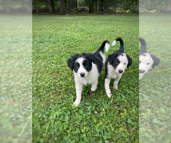 Medium Photo #3 Border Collie-Papillon Mix Puppy For Sale in CULPEPER, VA, USA