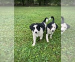 Small #2 Border Collie-Papillon Mix