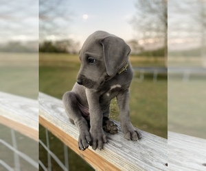 Great Dane Puppy for sale in DUNLAP, TN, USA
