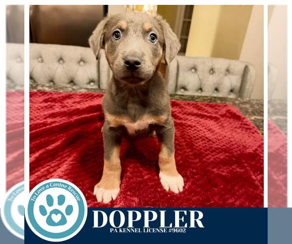 Medium Photo #2 Labrador Retriever-Unknown Mix Puppy For Sale in Kimberton, PA, USA