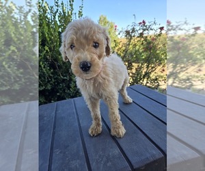 Poodle (Standard) Puppy for sale in WILLIAMSTOWN, KY, USA