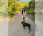 Small #5 Doberman Pinscher