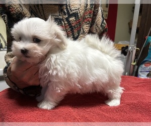 Maltese Puppy for sale in CANONSBURG, PA, USA