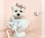Hand Delivery - Female Maltese Puppy for Sale - Photo #21