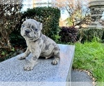 Small #154 French Bulldog