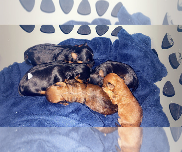 Medium Photo #1 Yorkipoo Puppy For Sale in ARLINGTON, TX, USA