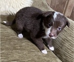 Puppy Moo Beagle