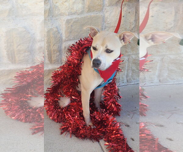 Medium Photo #5 Boxer-Unknown Mix Puppy For Sale in Euless, TX, USA