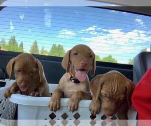 Vizsla Puppy for sale in VACAVILLE, CA, USA