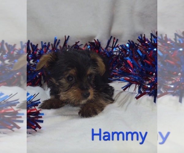 Medium Photo #3 Yorkshire Terrier Puppy For Sale in AZLE, TX, USA
