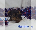 Small #2 Yorkshire Terrier