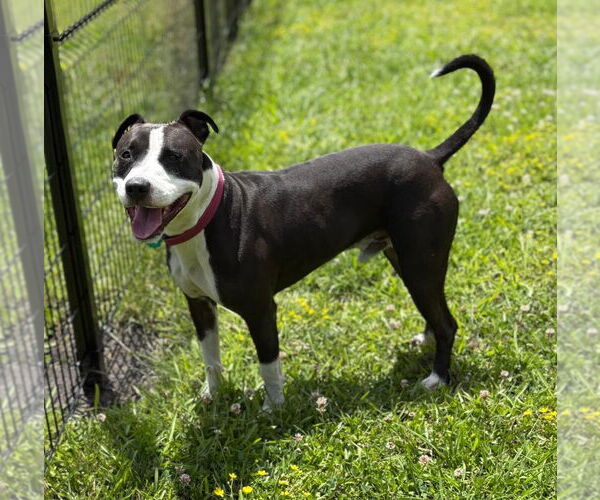 Medium Photo #2 American Pit Bull Terrier Puppy For Sale in Virginia Beach, VA, USA