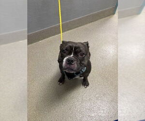 French Bulldog-Unknown Mix Dogs for adoption in Las Vegas, NV, USA