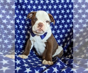 Olde English Bulldogge Puppy for sale in COCHRANVILLE, PA, USA