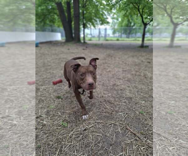 Medium Photo #5 Mutt Puppy For Sale in Crete, IL, USA