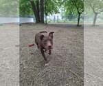 Small #4 Mutt