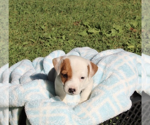 Medium Photo #4 Jack Russell Terrier Puppy For Sale in FREDERICKSBURG, OH, USA