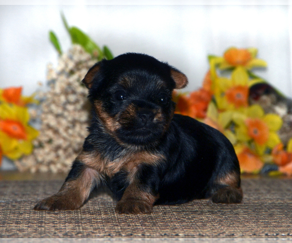 Medium Photo #4 Yorkshire Terrier Puppy For Sale in ALLEN, TX, USA