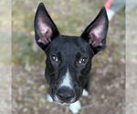 Small #3 Border Collie-Retriever  Mix