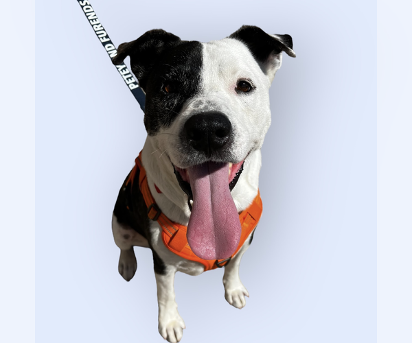 Medium Photo #3 Mutt Puppy For Sale in Rockville, MD, USA