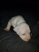 Small #22 American Pit Bull Terrier