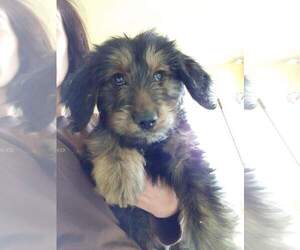 Aussiedoodle-Golden Retriever Mix Puppy for sale in FORT COLLINS, CO, USA