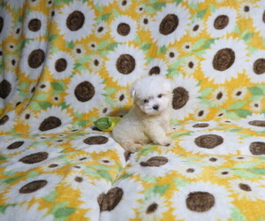 Maltese Puppy for Sale in COOKEVILLE, Tennessee USA