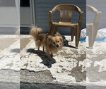 Small #2 Chihuahua