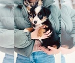 Puppy Opal Miniature Australian Shepherd