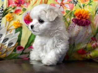 Maltese Puppy for sale in MADISON, WI, USA