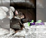 Small Photo #7 French Bulldog Puppy For Sale in BOSTON, KY, USA