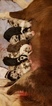 Small Photo #1 Border Collie Puppy For Sale in COPPEROPOLIS, CA, USA
