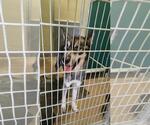 Small Huskies  Mix