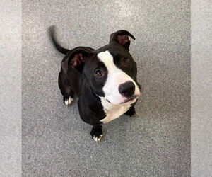 Mutt Dogs for adoption in Low Moor, VA, USA