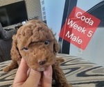Small #11 Goldendoodle (Miniature)