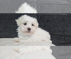 Morkie-Poodle (Miniature) Mix Puppy for sale in AMITY, AR, USA