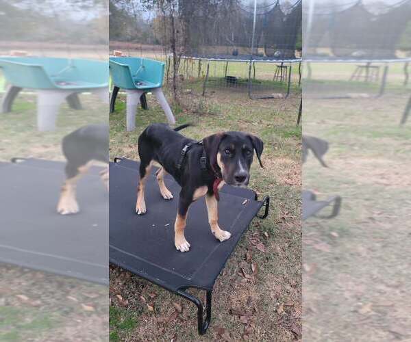 Medium Photo #4 Mutt Puppy For Sale in FRAMINGHAM, MA, USA