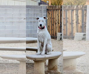 American Pit Bull Terrier-Border Collie Mix Dogs for adoption in Mesa, AZ, USA