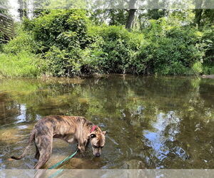 Bruno - Male Mutt Dog for Adoption - Photo #16